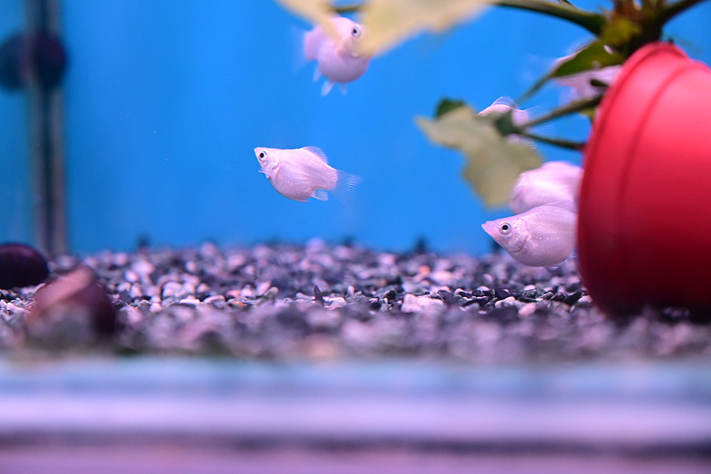 Nikon Z5IIC+24-105mm kit組拍魚、非常多的魚開箱