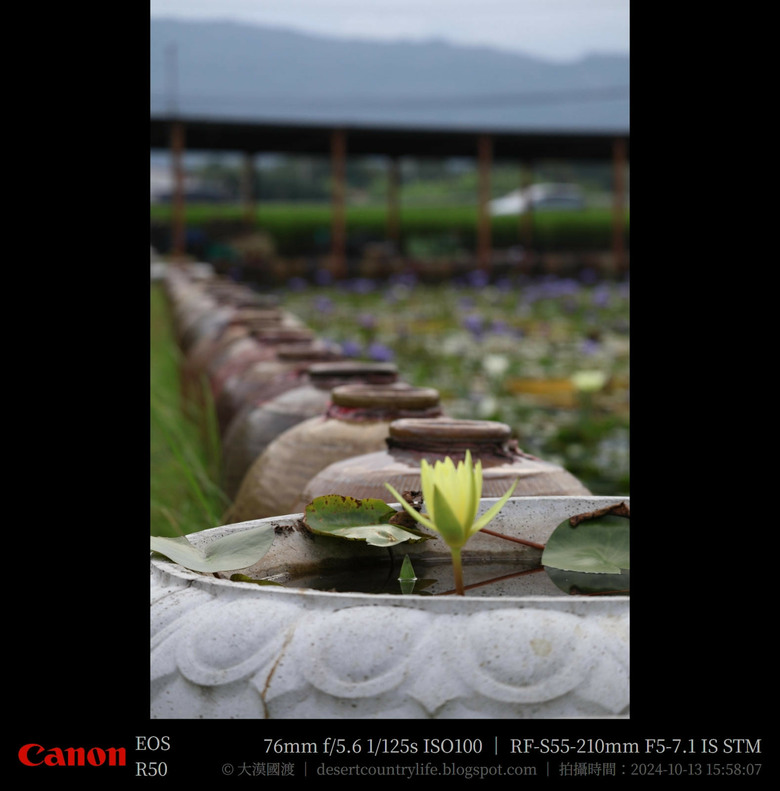 【遊記】奇萊山腳下享受「山水、稻香、鳥鳴、花艷」，蓮城蓮花園 ｜ 大漠國渡
