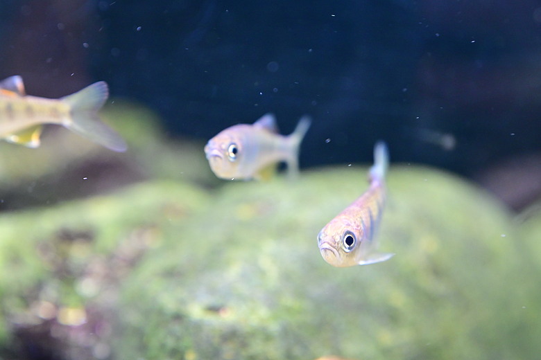 Nikon Z5IIC+24-105mm kit組拍魚、非常多的魚開箱