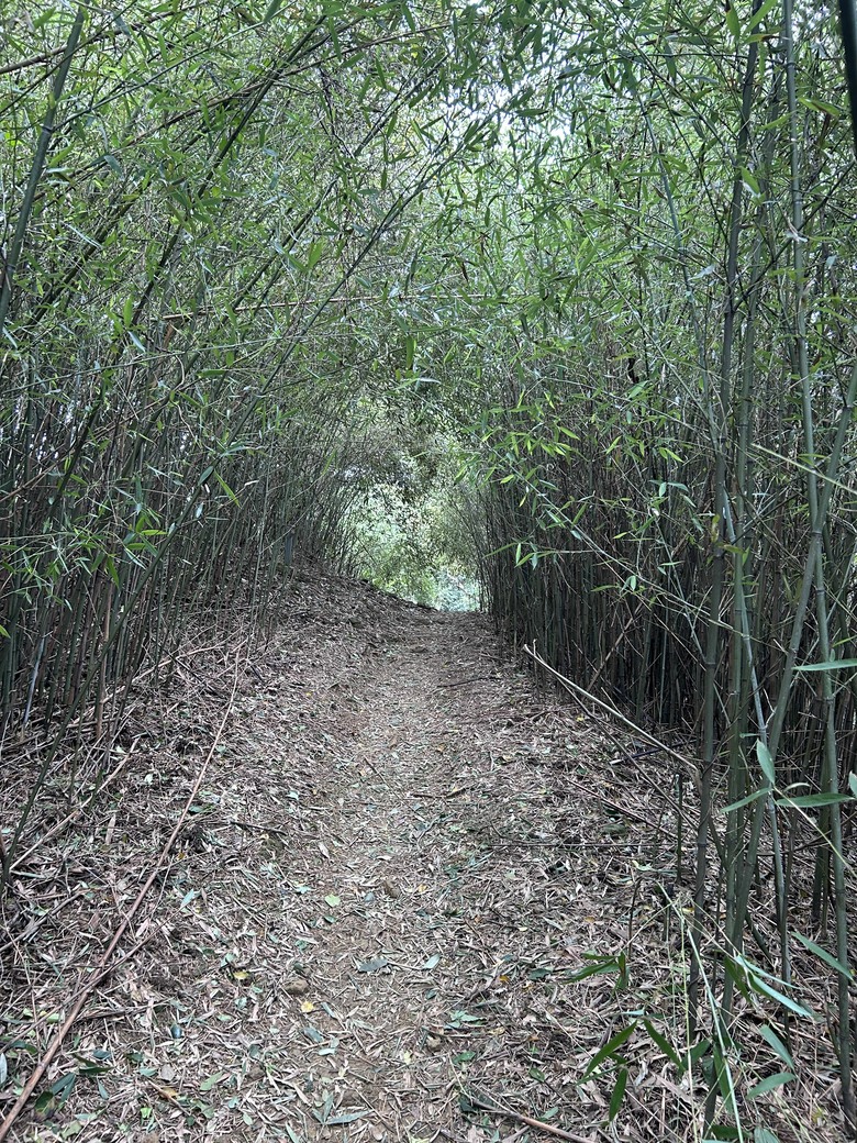 迴鶯鶯迴走三回,大棟山連稜屬台北天際線第八段大部分,十餘年來山遊記