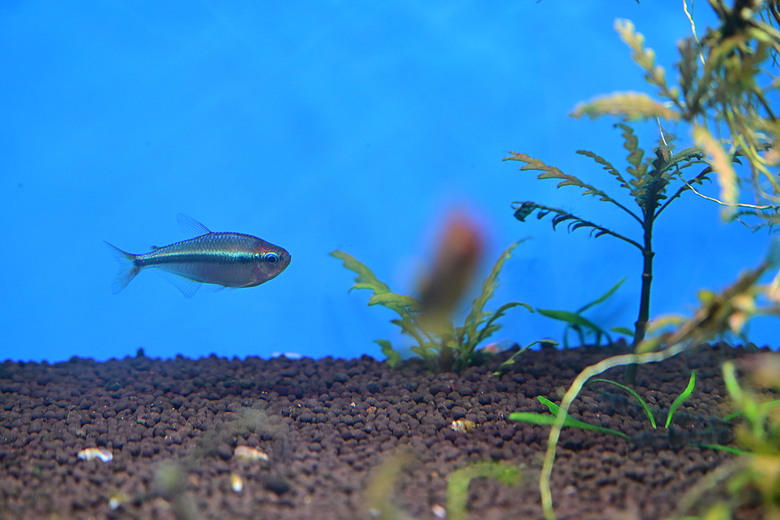 Nikon Z5IIC+24-105mm kit組拍魚、非常多的魚開箱