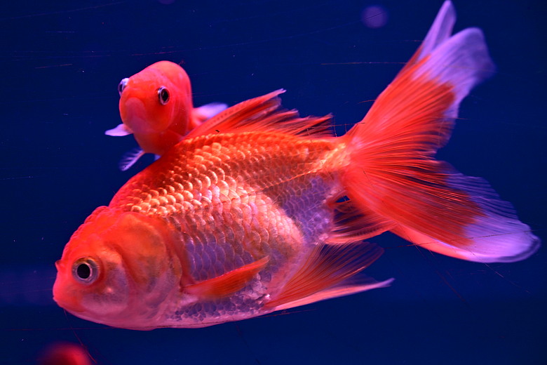 Nikon Z5IIC+24-105mm kit組拍魚、非常多的魚開箱