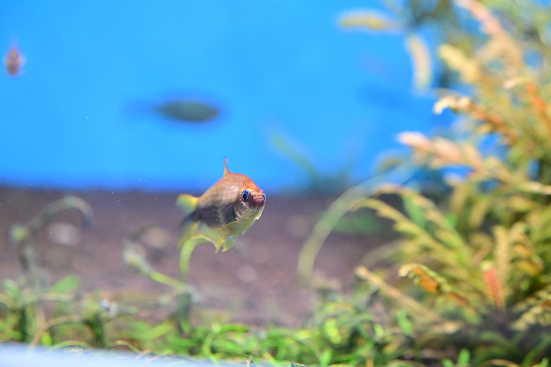 Nikon Z5IIC+24-105mm kit組拍魚、非常多的魚開箱