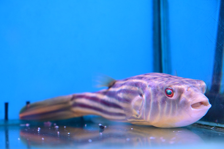 Nikon Z5IIC+24-105mm kit組拍魚、非常多的魚開箱