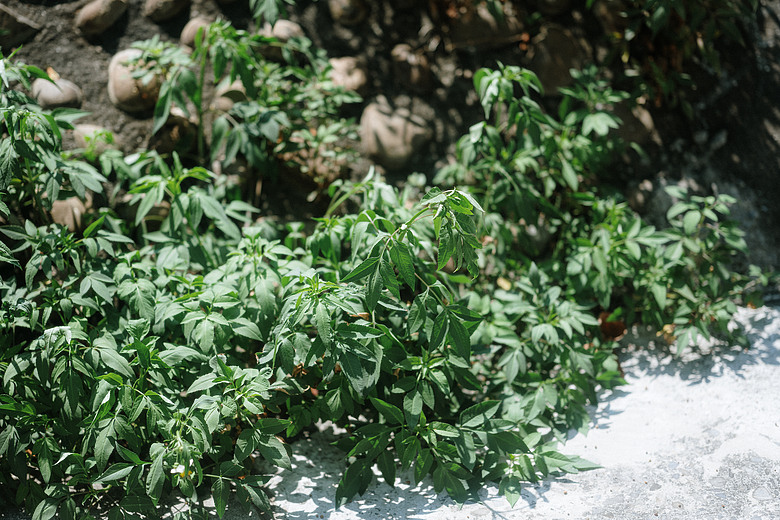 點我看大圖 磁吸式白柔濾鏡 SUNPOWER ASAROMA GT White Mist ▏開箱實拍分享