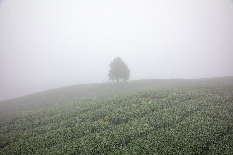 點我看大圖 走進雲嘉交界的秘境:草嶺小天梯、萬年峽谷地質奇景與在地美食的一日散策
