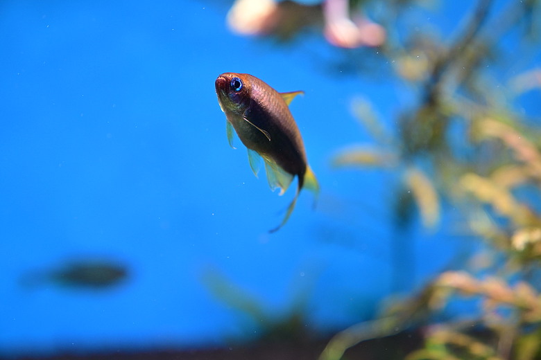 Nikon Z5IIC+24-105mm kit組拍魚、非常多的魚開箱