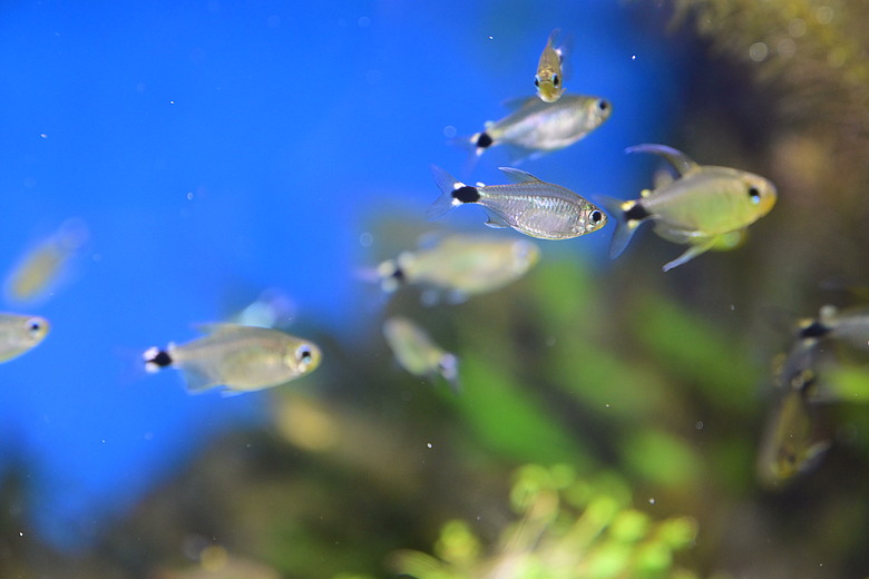 Nikon Z5IIC+24-105mm kit組拍魚、非常多的魚開箱