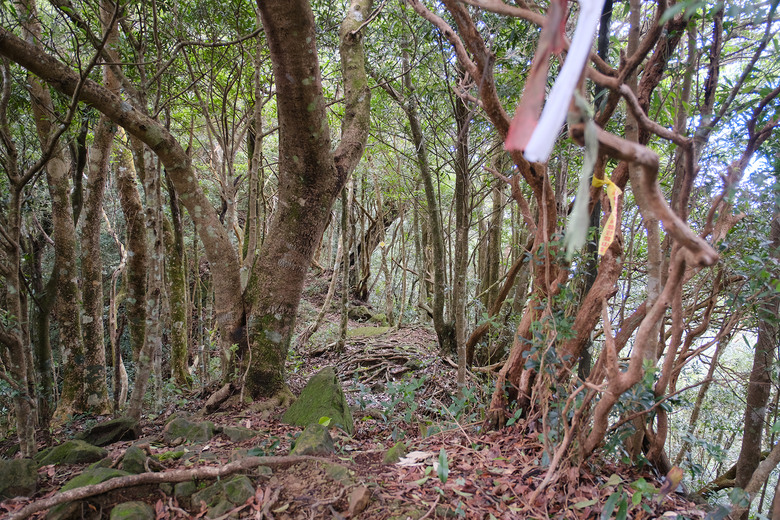 點我看大圖 【外鳥嘴山】蒐集台灣四座名為「鳥嘴山」的主要山峰| 蓮包山一日 O 型縱走