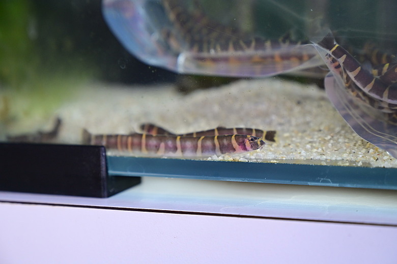 Nikon Z5IIC+24-105mm kit組拍魚、非常多的魚開箱