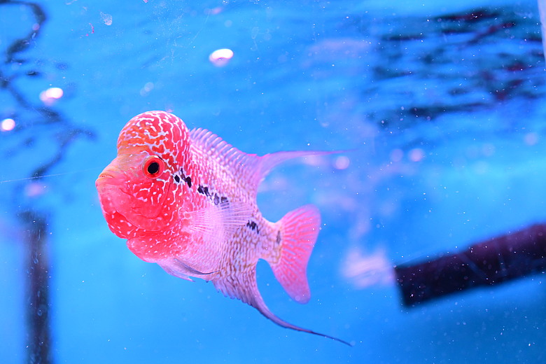 Nikon Z5IIC+24-105mm kit組拍魚、非常多的魚開箱