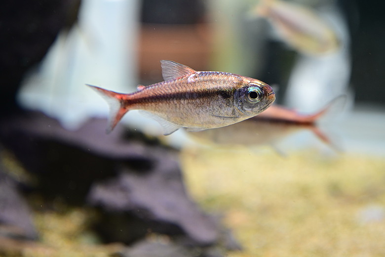Nikon Z5IIC+24-105mm kit組拍魚、非常多的魚開箱