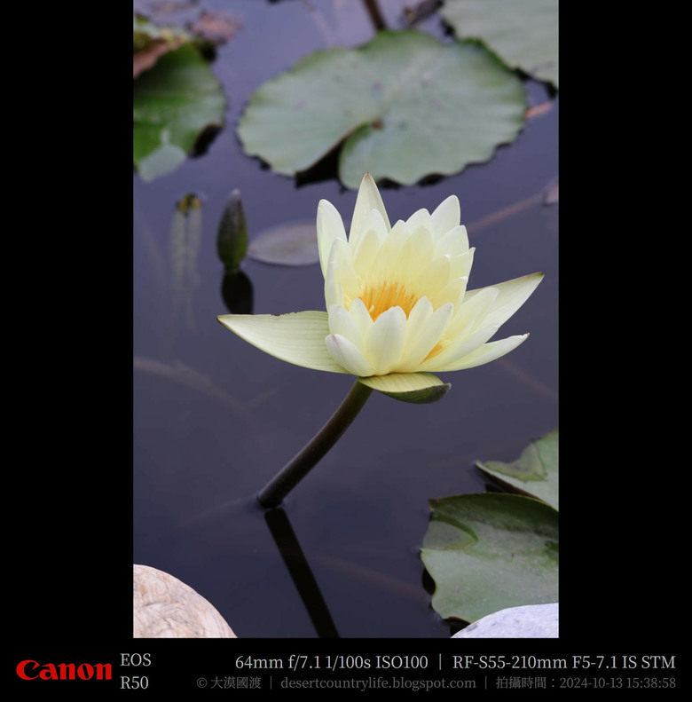 【遊記】奇萊山腳下享受「山水、稻香、鳥鳴、花艷」，蓮城蓮花園 ｜ 大漠國渡