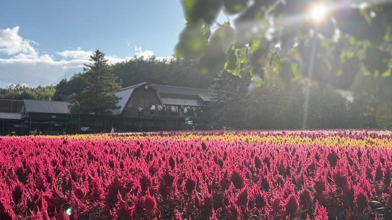 初秋北海道～楓葉、寒意、泡湯與🦌擦身而過11天自駕趣！