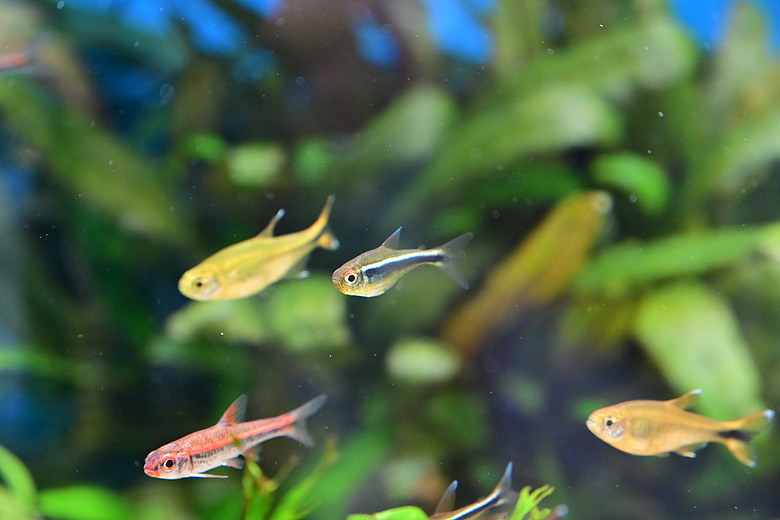 Nikon Z5IIC+24-105mm kit組拍魚、非常多的魚開箱
