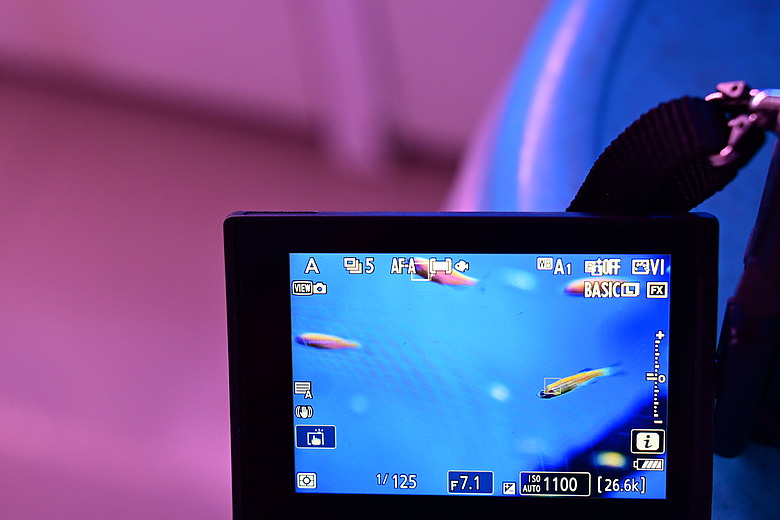 Nikon Z5IIC+24-105mm kit組拍魚、非常多的魚開箱