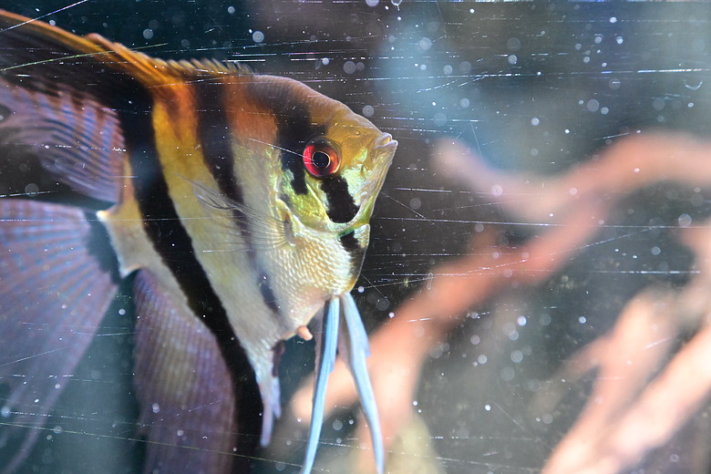 Nikon Z5IIC+24-105mm kit組拍魚、非常多的魚開箱