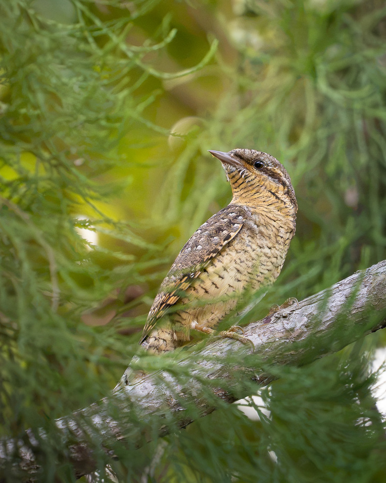 真輕便｜Sony FE 600mm F6.3 GM 港澳實拍