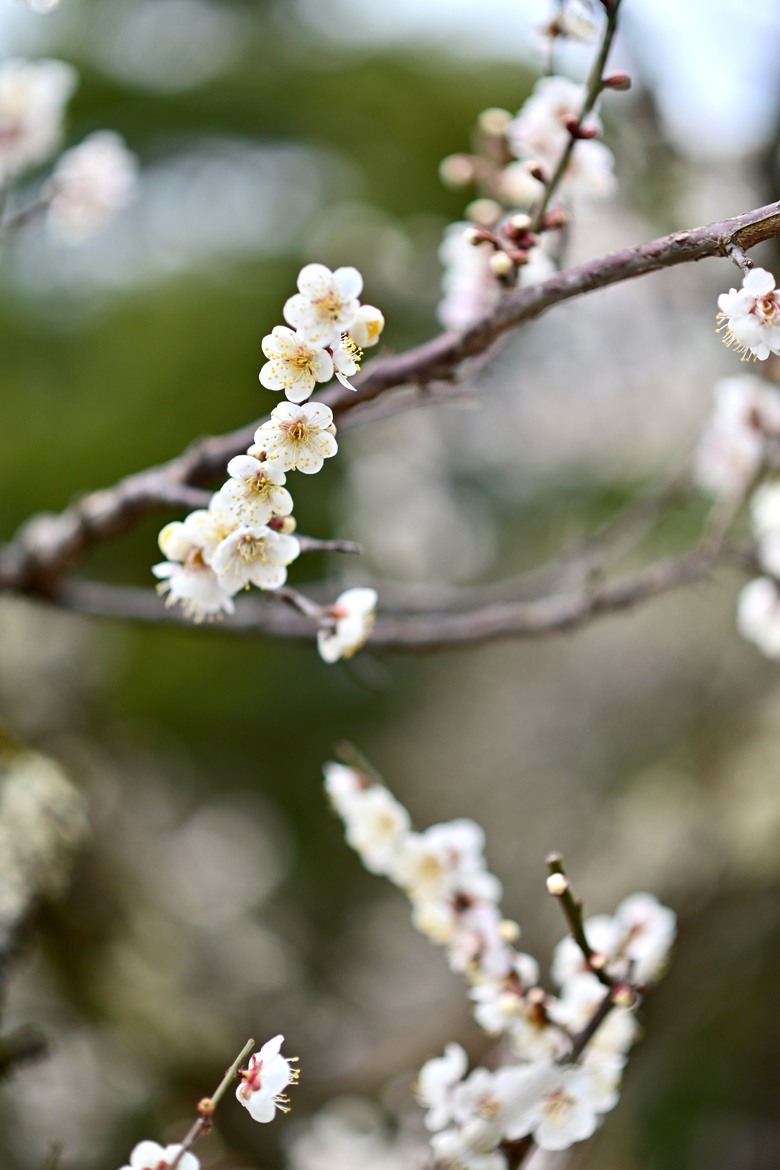 日本🇯🇵中部地方春之旅2-金澤美術館、茶屋街、兼六園