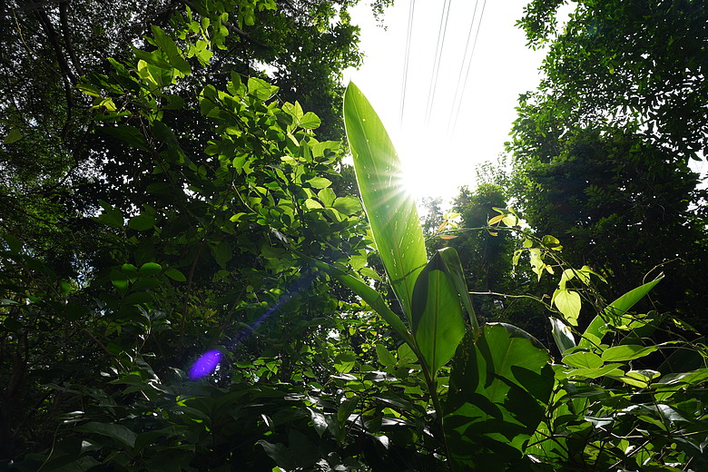 Sigma 20-60mm F2.8-4 DG Contemporary 評測報告 | 375g 超輕量、0.43x 近拍也能打！