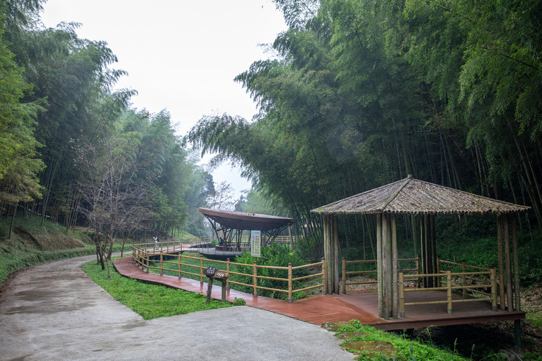 點我看大圖 走進雲嘉交界的秘境:草嶺小天梯、萬年峽谷地質奇景與在地美食的一日散策