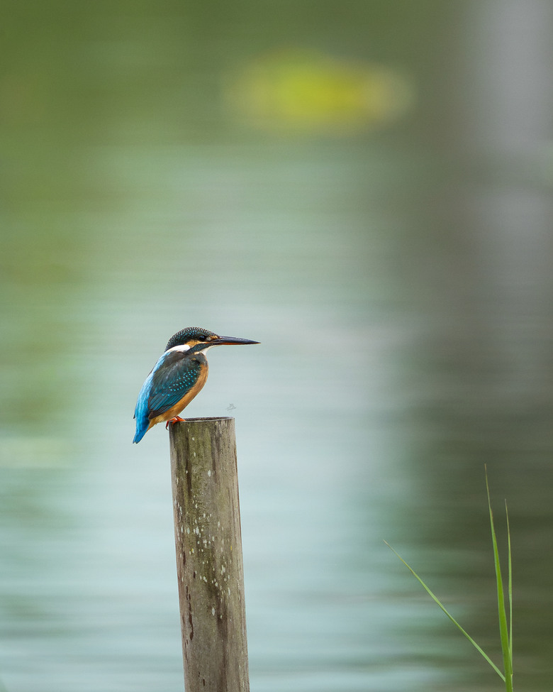 真輕便｜Sony FE 600mm F6.3 GM 港澳實拍