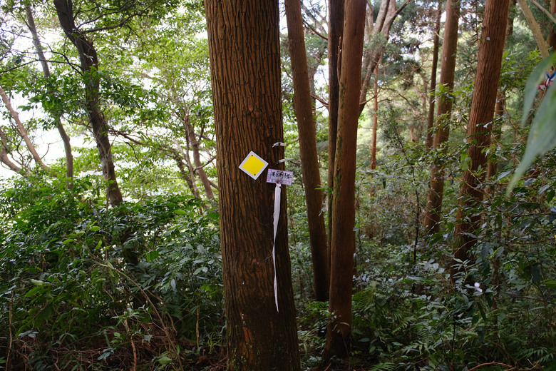點我看大圖 【外鳥嘴山】蒐集台灣四座名為「鳥嘴山」的主要山峰| 蓮包山一日 O 型縱走