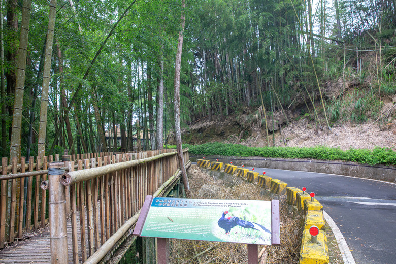 點我看大圖 走進雲嘉交界的秘境:草嶺小天梯、萬年峽谷地質奇景與在地美食的一日散策