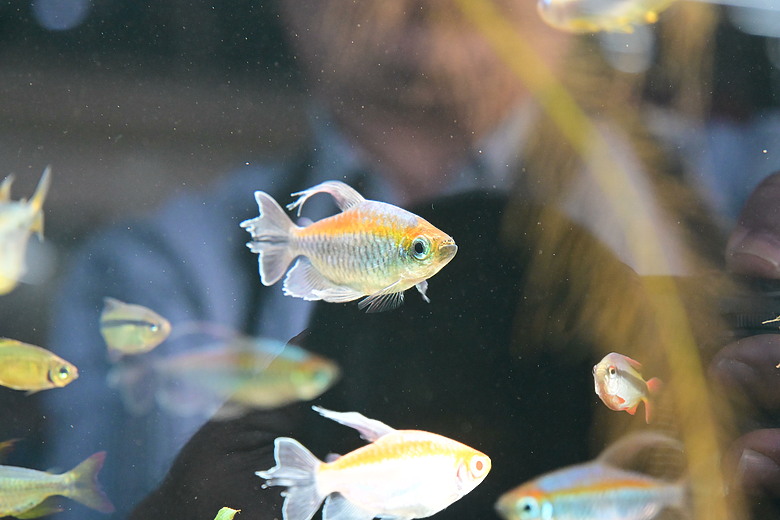 Nikon Z5IIC+24-105mm kit組拍魚、非常多的魚開箱