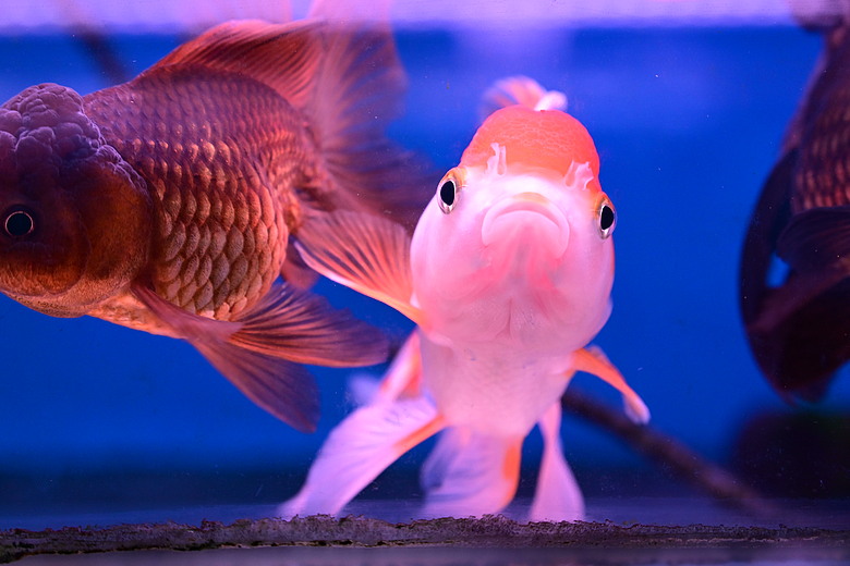 Nikon Z5IIC+24-105mm kit組拍魚、非常多的魚開箱