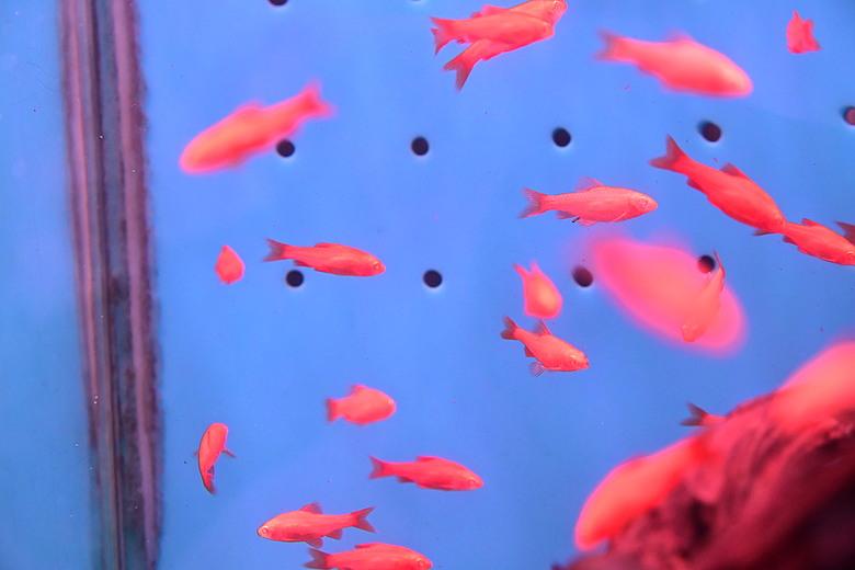 Nikon Z5IIC+24-105mm kit組拍魚、非常多的魚開箱