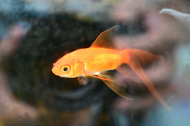 Nikon Z5IIC+24-105mm kit組拍魚、非常多的魚開箱