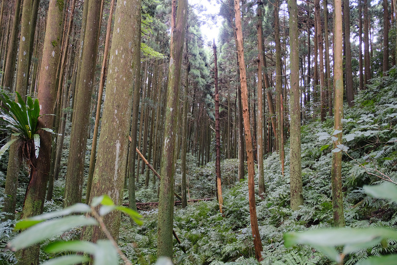 點我看大圖 【外鳥嘴山】蒐集台灣四座名為「鳥嘴山」的主要山峰| 蓮包山一日 O 型縱走