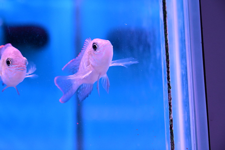 Nikon Z5IIC+24-105mm kit組拍魚、非常多的魚開箱