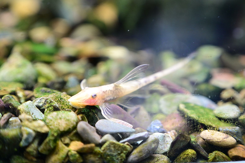 Nikon Z5IIC+24-105mm kit組拍魚、非常多的魚開箱