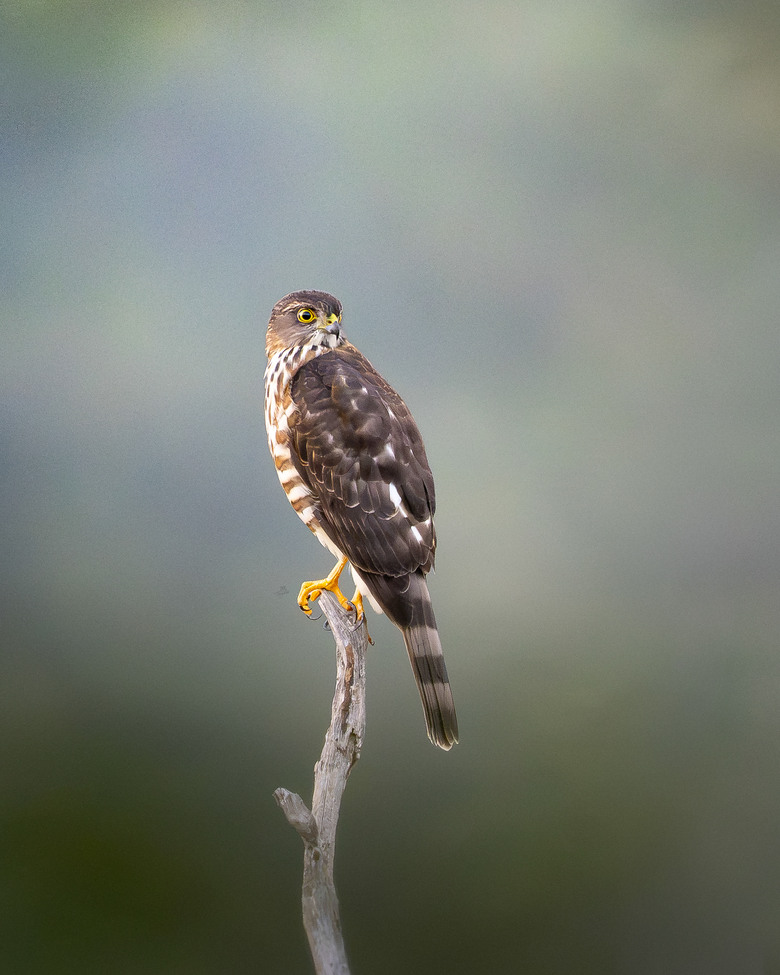 真輕便｜Sony FE 600mm F6.3 GM 港澳實拍