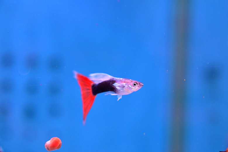Nikon Z5IIC+24-105mm kit組拍魚、非常多的魚開箱