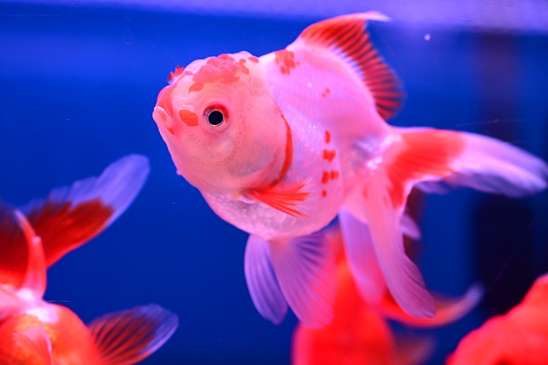 Nikon Z5IIC+24-105mm kit組拍魚、非常多的魚開箱