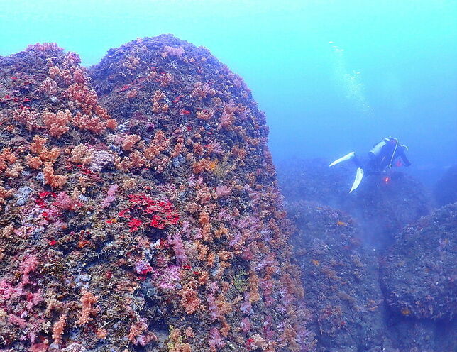 (映像海洋) 一探油庫口海底花椰菜山丘 in 大坪海岸