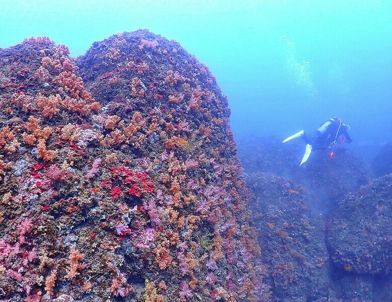 (映像海洋) 一探油庫口海底花椰菜山丘 in 大坪海岸