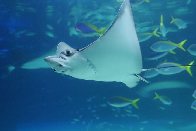 東京旅遊紀錄 池袋サンシャイン水族館