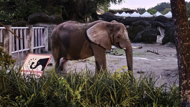 另類的父親節 - 台北市立動物園 "夜之動物園" 遊記分享~