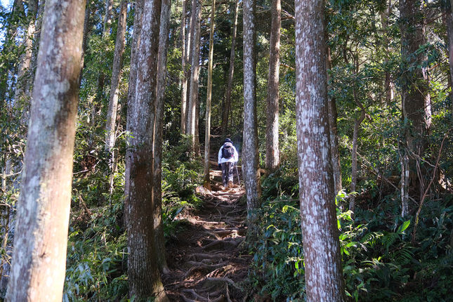 【油羅山】一座可以治癒人心靈的山 | 新竹羅山林道
