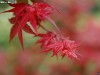 錯過了秋天的楓紅嗎?你還有機會在春天裡相遇 -- 平等里.