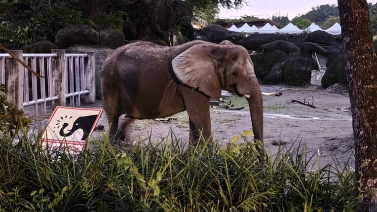 另類的父親節 - 台北市立動物園 