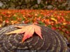 京都紅葉情緒-南禪寺篇