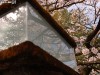 阿里山櫻花季