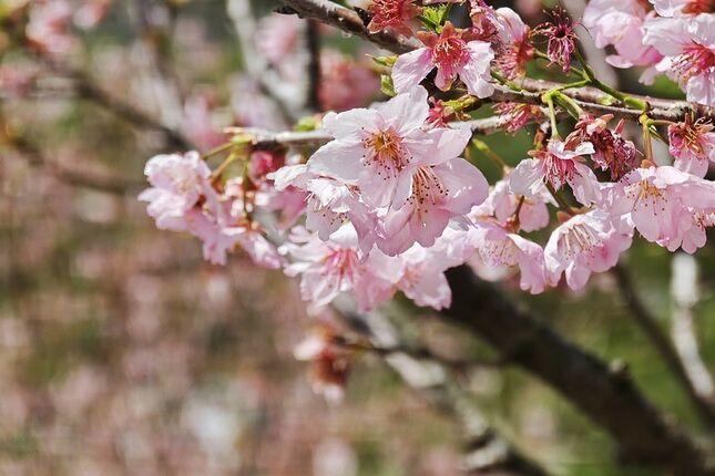 春花爛漫 i n 小米 17U