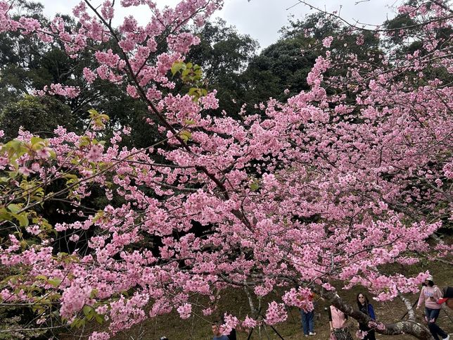 全台最早櫻花季「寶山二集團公園」健行