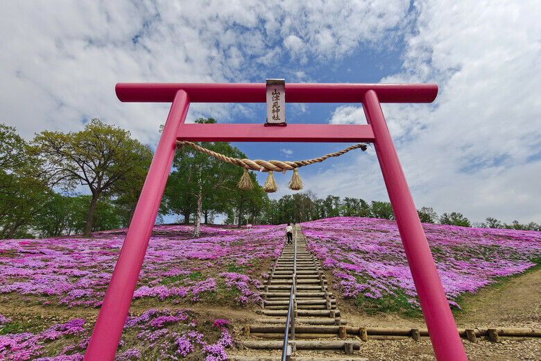 日本-北海道 五月賞芝櫻&鬱金香 ｜東藻琴芝櫻｜瀧上公園｜上湧別町鬱金香